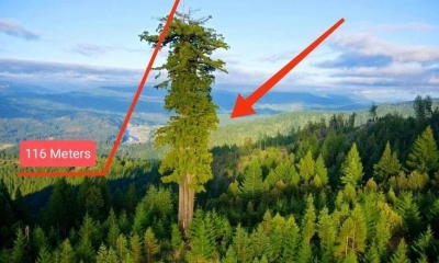 Блогеры-альпинисты замучили самое высокое дерево на Земле